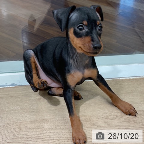ミニチュア・ピンシャーの写真
