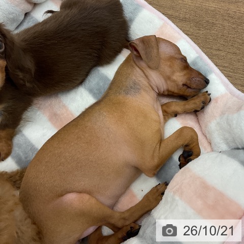 ミニチュア・ピンシャーの写真