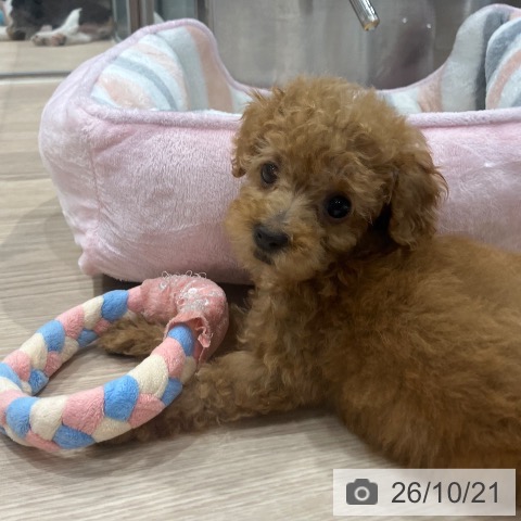 埼玉県のトイプードル(トイ) (ペッツワン 新座店/2026年8月18日生まれ/男の子/アプリコット)の子犬の3枚目の画像