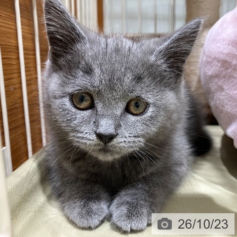 長野県のブリティッシュショートヘアー (ペットプラス 松本店/2026年8月20日生まれ/男の子/ブルー)の子猫の4枚目の画像