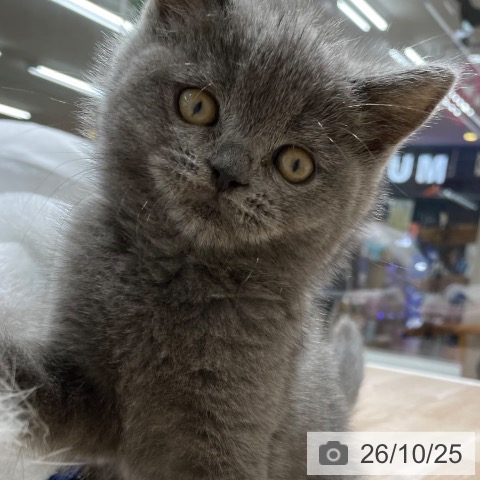 長野県のブリティッシュショートヘアー (ペットプラス 長野店/2026年8月20日生まれ/男の子/ブルー)の子猫の3枚目の画像