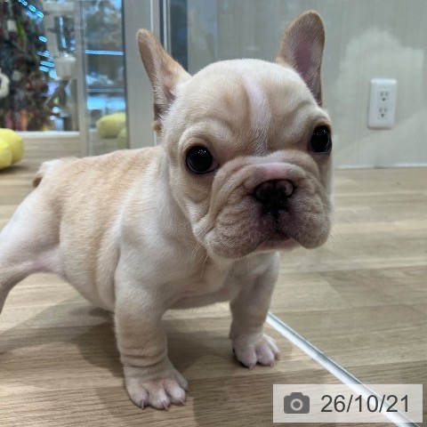 フレンチ・ブルドッグの写真