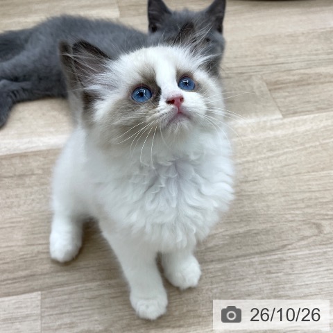 ラグドールの写真