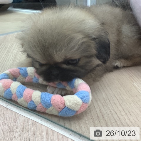 埼玉県のペキニーズ (ペットプラス 川口店/2026年8月22日生まれ/男の子/フォーン)の子犬の4枚目の画像