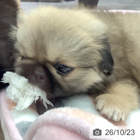 埼玉県のペキニーズ (ペットプラス 川口店/2026年8月22日生まれ/男の子/フォーン)の子犬の3枚目の画像