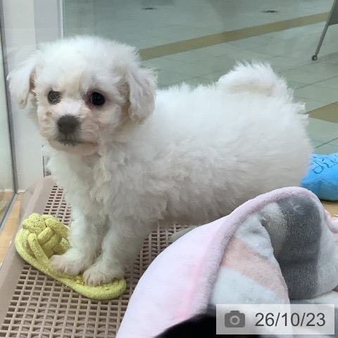 埼玉県のビションフリーゼ (ペットプラス 羽生店/2026年8月22日生まれ/男の子/ホワイト)の子犬の3枚目の画像