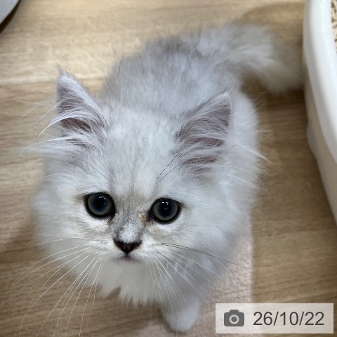東京都のペルシャ (ペットプラス 日の出店/2026年8月22日生まれ/女の子/チンチラシルバー)の子猫の3枚目の画像