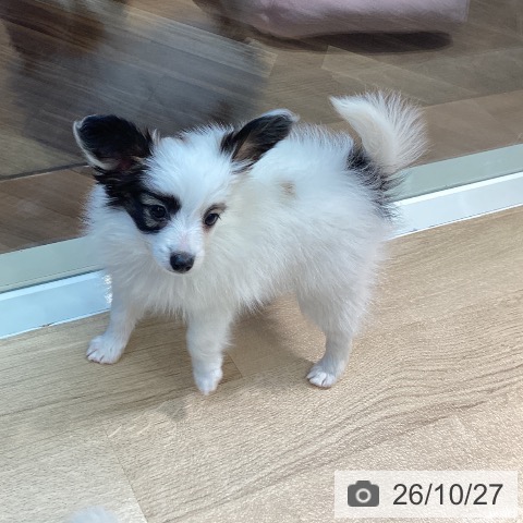 パピヨンの写真