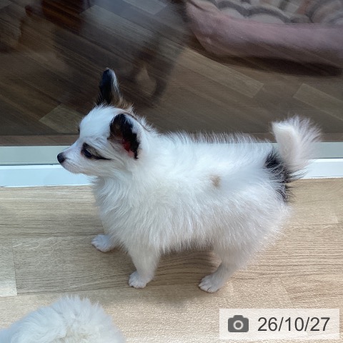 パピヨンの写真
