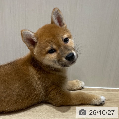 埼玉県の柴犬(標準サイズ) (ペットプラス ららぽーと富士見店/2026年8月24日生まれ/女の子/赤)の子犬の4枚目の画像