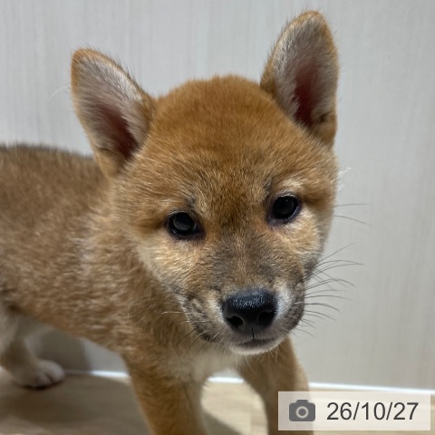 埼玉県の柴犬(標準サイズ) (ペットプラス ららぽーと富士見店/2026年8月24日生まれ/女の子/赤)の子犬の3枚目の画像