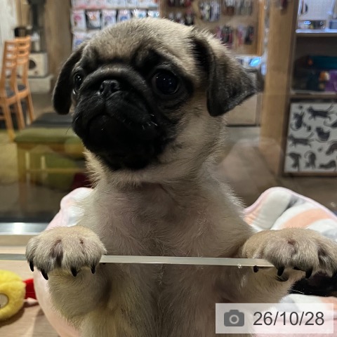 埼玉県のパグ (ペットプラス コクーンシティ店/2026年8月24日生まれ/女の子/フォーン)の子犬の3枚目の画像