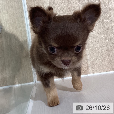 チワワの写真