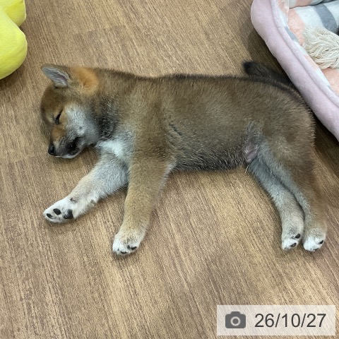 柴の写真
