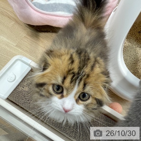 宮城県のスコティッシュフォールド (ペットプラス 仙台上杉店/2026年8月25日生まれ/男の子/ブラウンタビーホワイト)の子猫の4枚目の画像