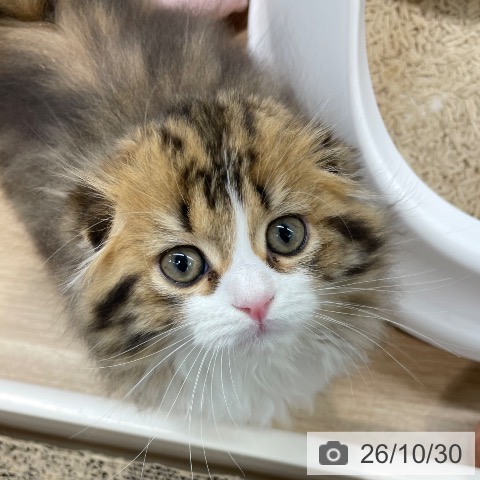 宮城県のスコティッシュフォールド (ペットプラス 仙台上杉店/2026年8月25日生まれ/男の子/ブラウンタビーホワイト)の子猫の3枚目の画像