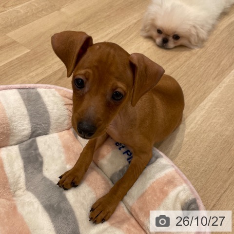 ミニチュア・ピンシャーの写真