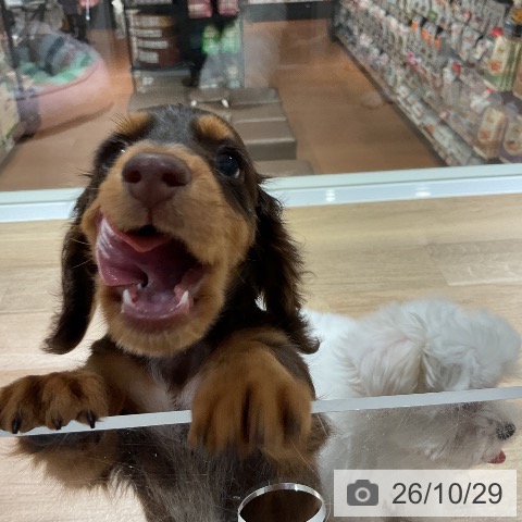ミニチュア・ダックスフンドの写真