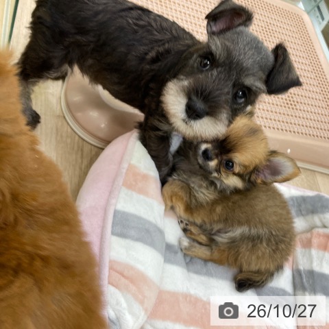 ミニチュア・シュナウザーの写真