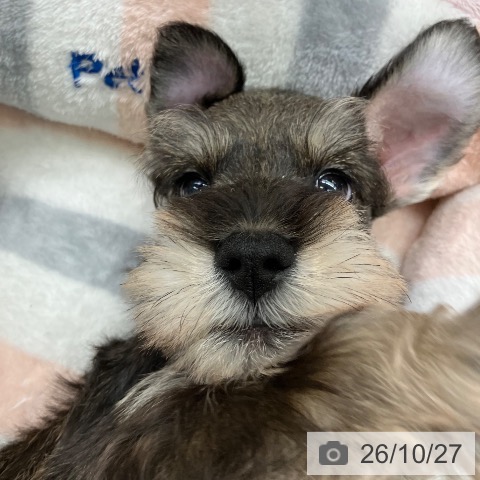 ミニチュア・シュナウザーの写真
