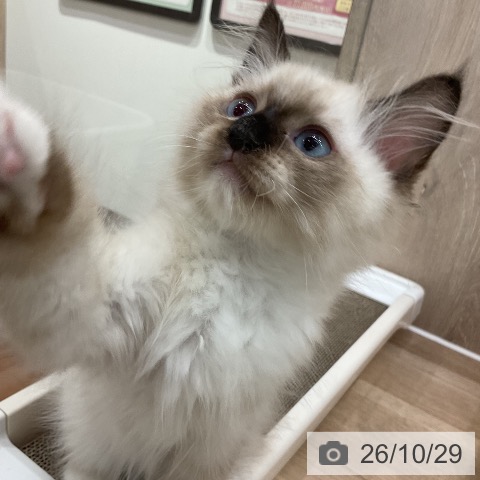 ラグドールの写真