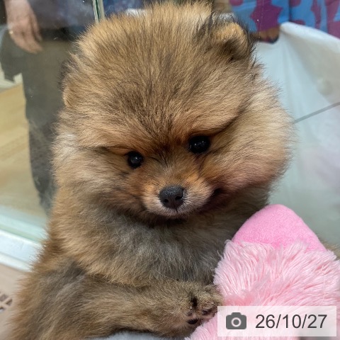 ポメラニアンの写真