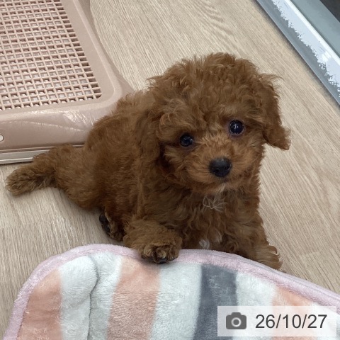 埼玉県のトイプードル(トイ) (ペットプラス 川口店/2026年8月19日生まれ/男の子/レッドフォーン)の子犬の3枚目の画像