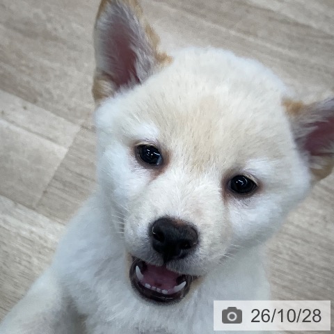 柴の写真