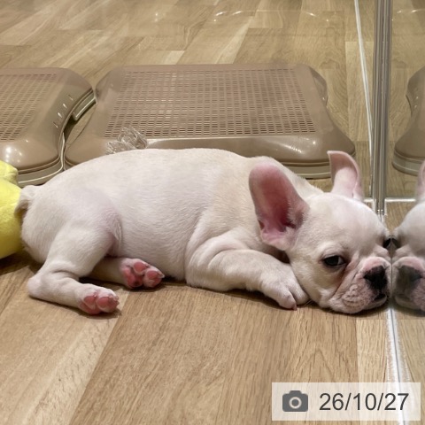 フレンチ・ブルドッグの写真