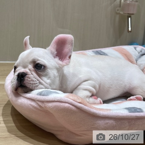 フレンチ・ブルドッグの写真