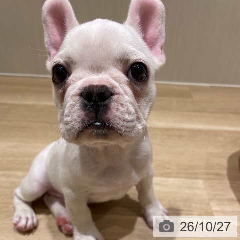 フレンチ・ブルドッグの写真