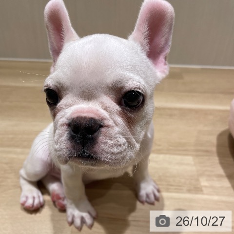 フレンチ・ブルドッグの写真