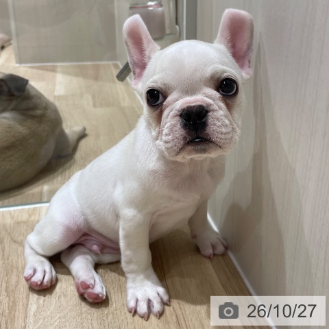 フレンチ・ブルドッグの写真