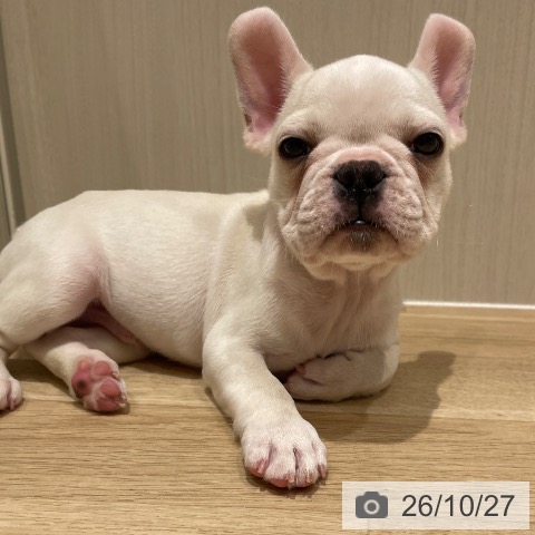 フレンチ・ブルドッグの写真