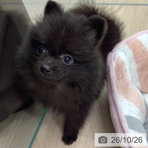 ポメラニアンの写真