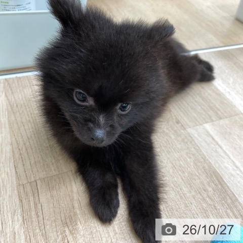 ポメラニアンの写真