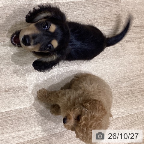 ミニチュア・ダックスフンドの写真