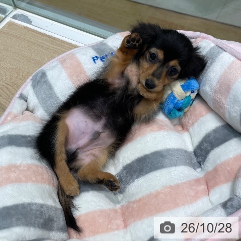 ミニチュア・ダックスフンドの写真