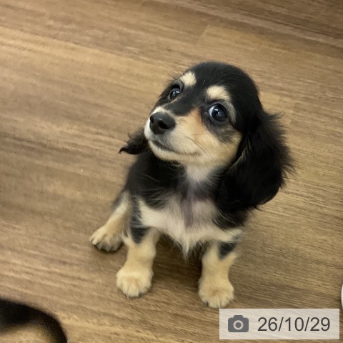 ミニチュア・ダックスフンドの写真