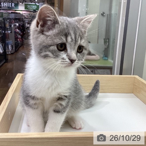 千葉県のスコティッシュフォールド (ペットプラス 成田店/2026年8月20日生まれ/女の子/ブルータビーホワイト)の子猫の4枚目の画像