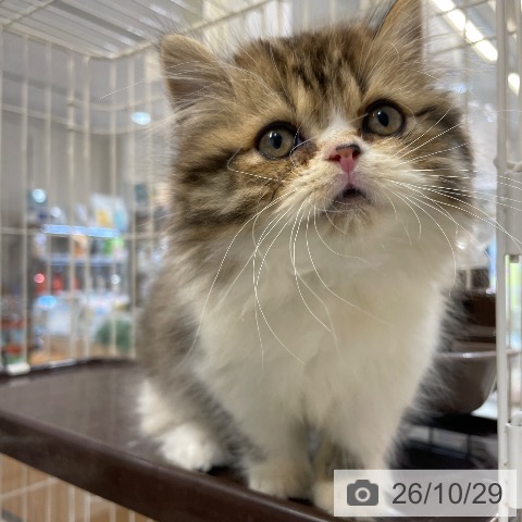 埼玉県のスコティッシュフォールド (ペットプラス クレアモール川越店/2026年8月22日生まれ/男の子/ブラウンタビーホワイト)の子猫の4枚目の画像