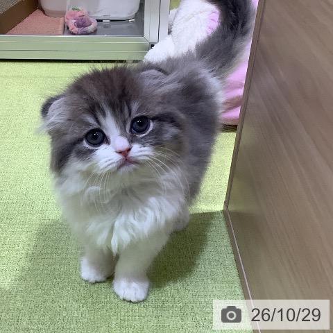 埼玉県のスコティッシュフォールド (ペットプラス 羽生店/2026年8月28日生まれ/男の子/ブルータビーホワイト)の子猫の3枚目の画像