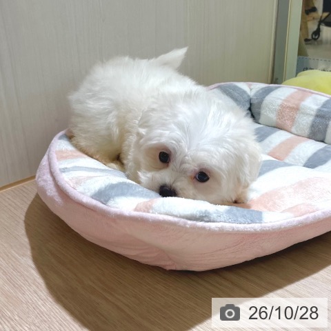 マルチーズの写真