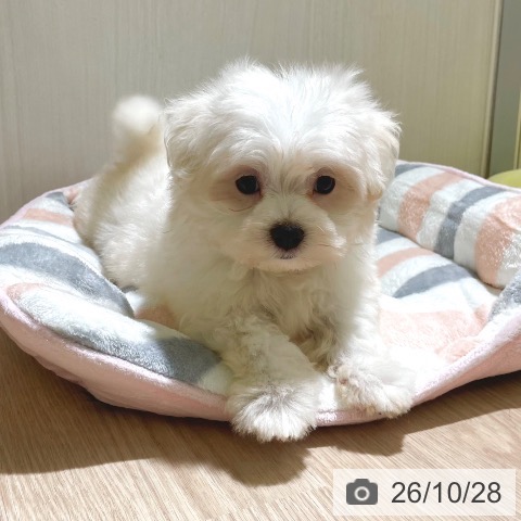 マルチーズの写真