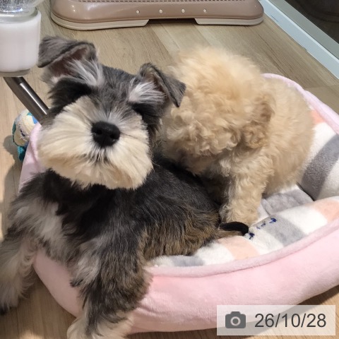 ミニチュア・シュナウザーの写真