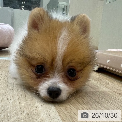 ポメラニアンの写真
