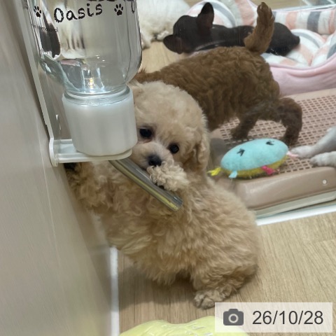 トイ・プードルの写真