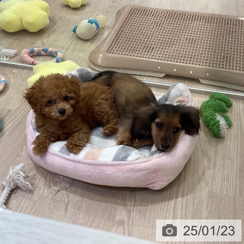 ペットプラス 高岡店 | ミニチュア・ダックスフンドの詳細情報 ペットプラス 高岡店 | ミニチュア・ダックスフンドの詳細情報