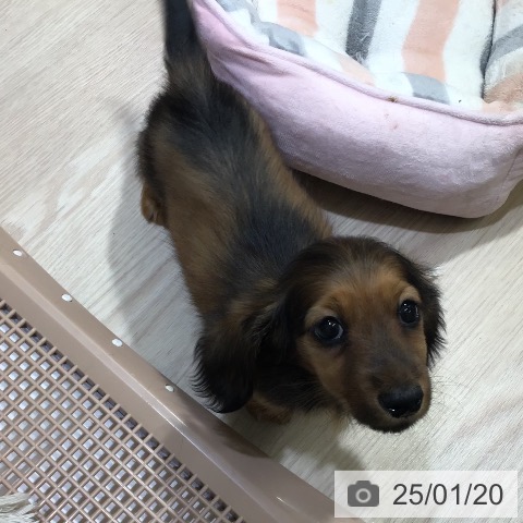 ペットプラス 高岡店 | ミニチュア・ダックスフンドの詳細情報 ペットプラス 高岡店 | ミニチュア・ダックスフンドの詳細情報