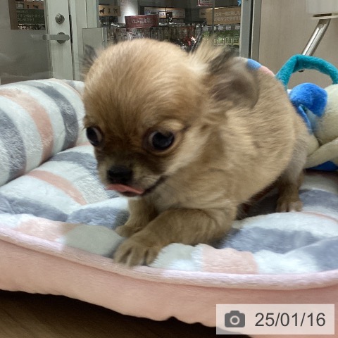 チワワの写真